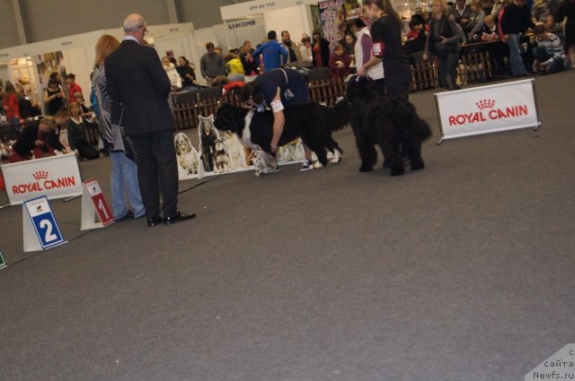 Фото: ньюфаундленд Sent Djons Glamour Lady (Сент Джонс Гламур Леди), ньюфаундленд Aquatoriya Kelvin Fiona (Акватория Келвин Фиона)