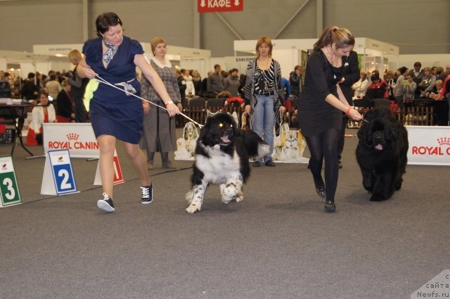 Фото: ньюфаундленд Sent Djons Glamour Lady (Сент Джонс Гламур Леди), ньюфаундленд Aquatoriya Kelvin Fiona (Акватория Келвин Фиона)