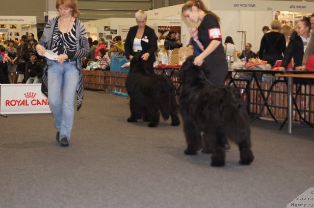 Фото: ньюфаундленд Deep Love I'm Sensation (Deep Love I'm Sensation), ньюфаундленд Aquatoriya Kelvin Fiona (Акватория Келвин Фиона)