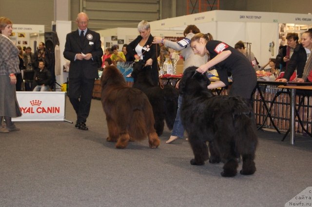 Фото: ньюфаундленд Aquatoriya Kelvin Reds Begin and Win (Акватория Келвин Редс Бегин энд Вин), ньюфаундленд Deep Love I'm Sensation (Deep Love I'm Sensation), ньюфаундленд Aquatoriya Kelvin Fiona (Акватория Келвин Фиона)