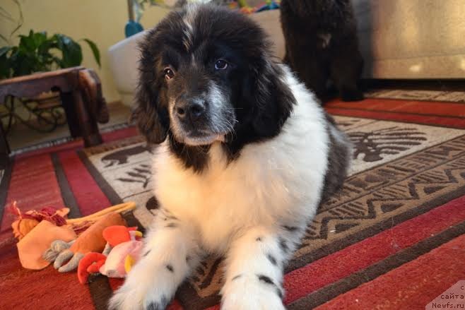 Фото: ньюфаундленд Flyufi Avalanch Pugovka (Флюфи Аваланч Пуговка)