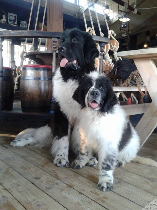 Фото: ньюфаундленд Flyufi Avalanch Polnolunie (Флюфи Аваланч Полнолуние)