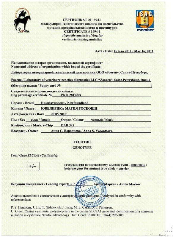 Фото: ньюфаундленд YUvelirika Magiya Roskoshi (Ювелирика Магия Роскоши)