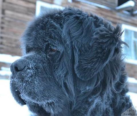Фото: ньюфаундленд Tiffani Gold (Тиффани Голд)
