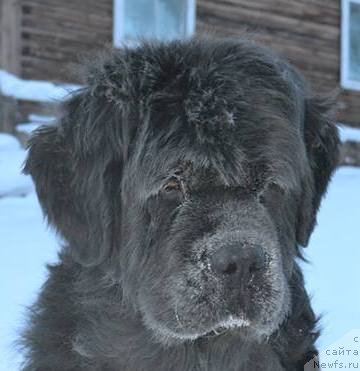 Фото: ньюфаундленд Tiffani Gold (Тиффани Голд)