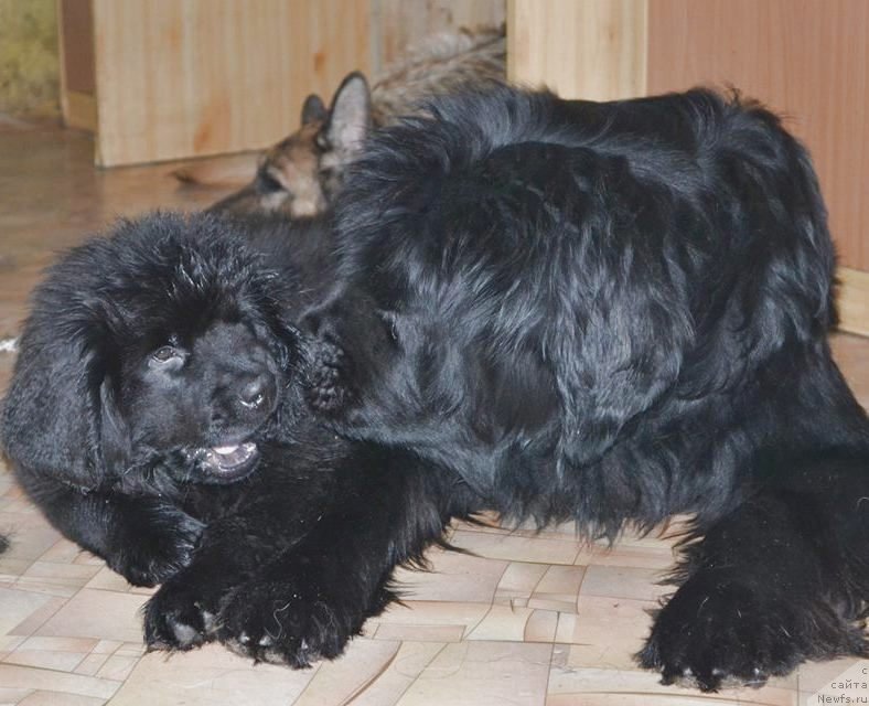 Фото: ньюфаундленд Tiffani Gold (Тиффани Голд)