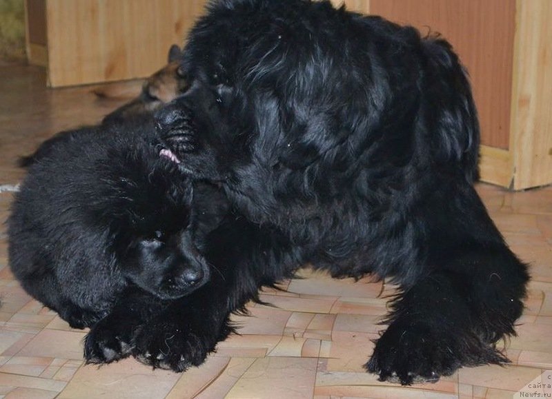 Фото: ньюфаундленд Tiffani Gold (Тиффани Голд)