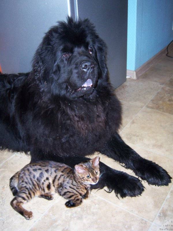 Фото: ньюфаундленд Sent Djons Hyeppi Gou Lakki (Сент Джонс Хэппи Гоу Лакки)