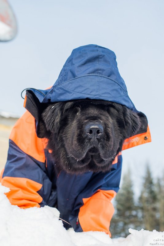Фото: ньюфаундленд Piternyuf Mont Blanc (Питерньюф Монт Бланк)
