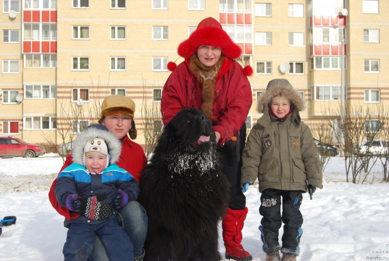 Фото: ньюфаундленд Matvey s Berega Dona (Матвей с Берега Дона)