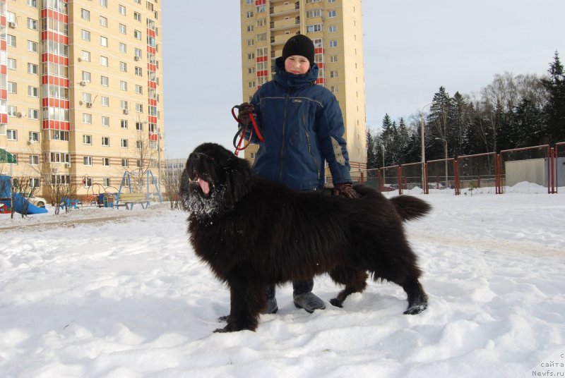 Фото: ньюфаундленд Matvey s Berega Dona (Матвей с Берега Дона)