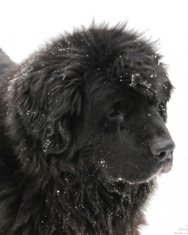 Фото: ньюфаундленд Smigar Osennyaya Skazka (Смигар Осенняя Сказка)