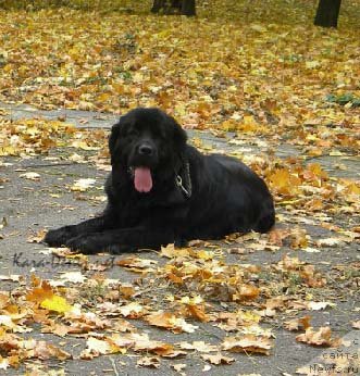 Фото: ньюфаундленд Charly Bolshoj Malysh (Чарли Большой Малыш)