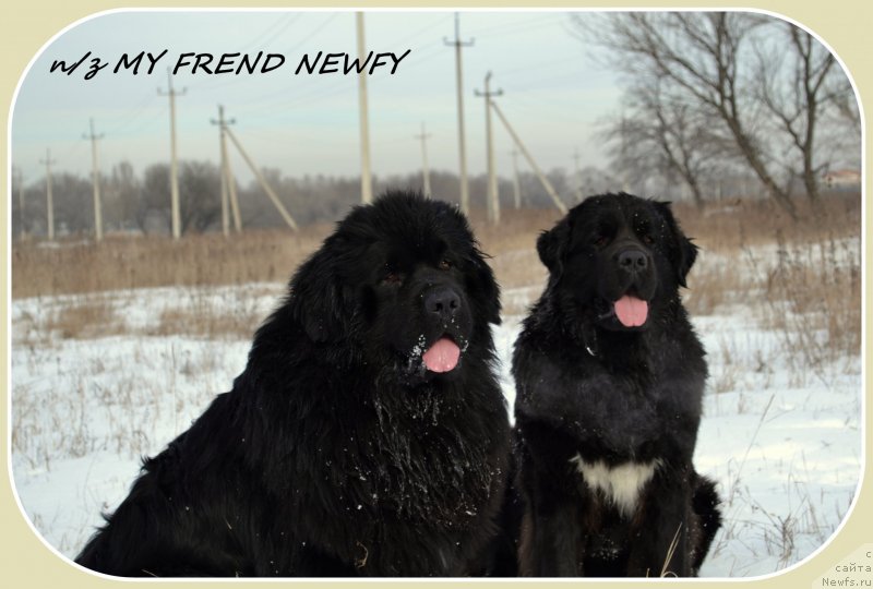 Фото: ньюфаундленд Vivat Brave Master Super Mishka, ньюфаундленд Baffi (Баффи)