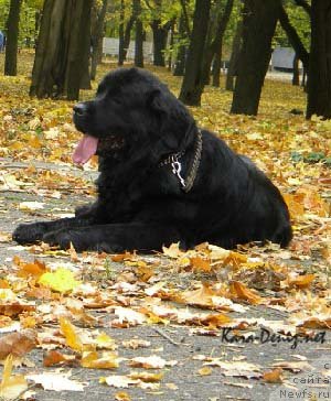 Фото: ньюфаундленд Charly Bolshoj Malysh (Чарли Большой Малыш)