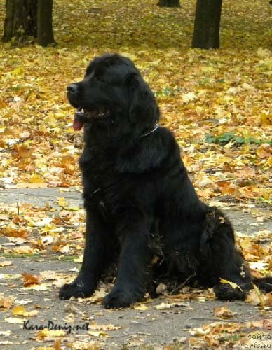 Фото: ньюфаундленд Charly Bolshoj Malysh (Чарли Большой Малыш)