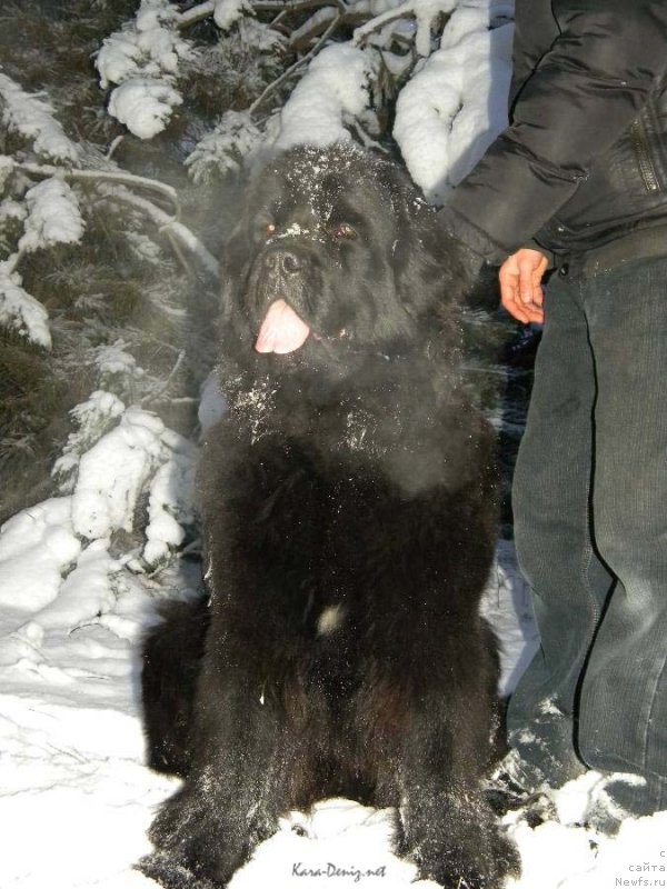 Фото: ньюфаундленд Charly Bolshoj Malysh (Чарли Большой Малыш)