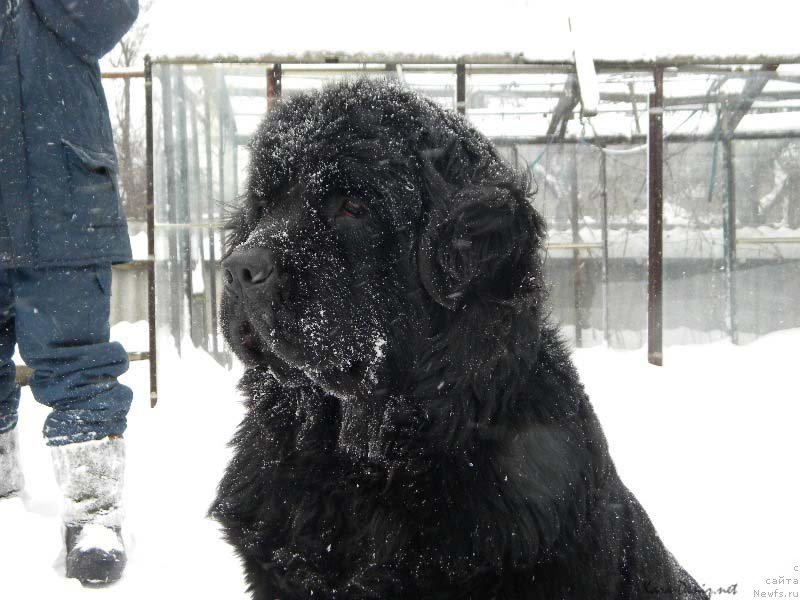 Фото: ньюфаундленд Charly Bolshoj Malysh (Чарли Большой Малыш)