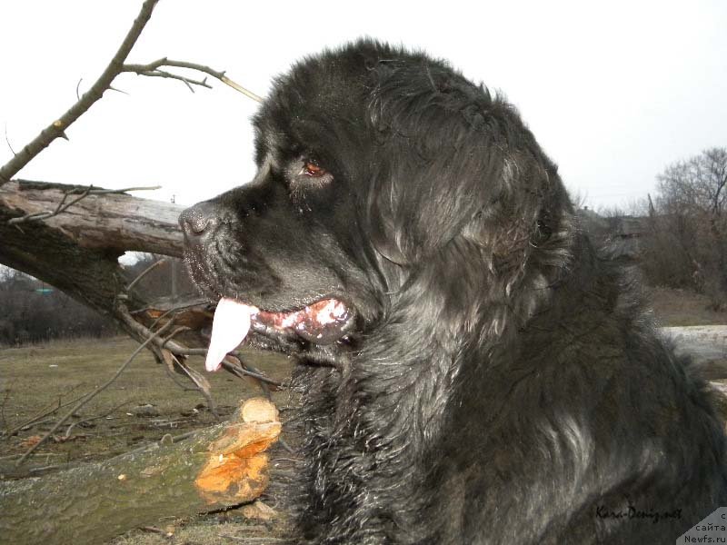 Фото: ньюфаундленд Charly Bolshoj Malysh (Чарли Большой Малыш)
