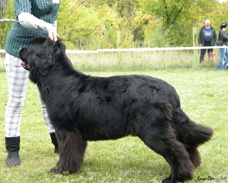 Фото: ньюфаундленд Charly Bolshoj Malysh (Чарли Большой Малыш)