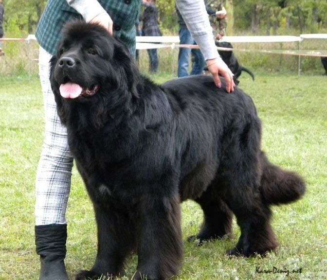 Фото: ньюфаундленд Charly Bolshoj Malysh (Чарли Большой Малыш)