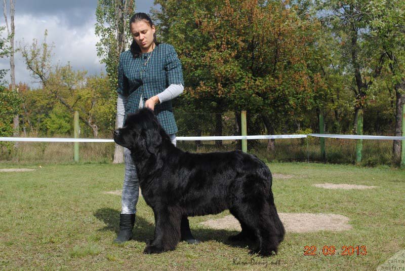 Фото: ньюфаундленд Charly Bolshoj Malysh (Чарли Большой Малыш)