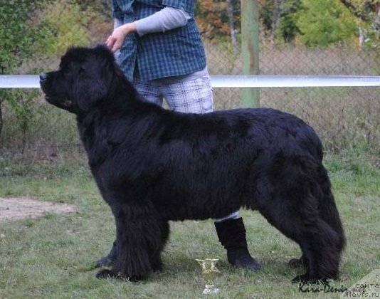 Фото: ньюфаундленд Charly Bolshoj Malysh (Чарли Большой Малыш)