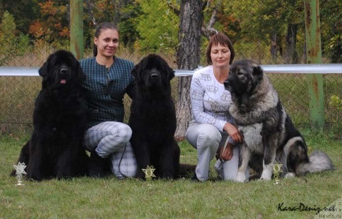 Фото: ньюфаундленд Charly Bolshoj Malysh (Чарли Большой Малыш), ньюфаундленд Samaya Privlekatel'naya Kara Deniz (Самая Привлекательная Кара Дениз)