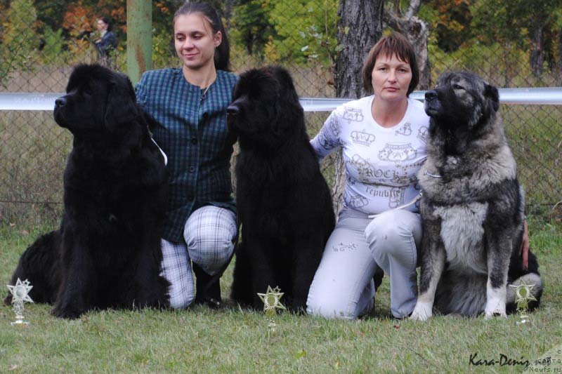 Фото: ньюфаундленд Charly Bolshoj Malysh (Чарли Большой Малыш), ньюфаундленд Samaya Privlekatel'naya Kara Deniz (Самая Привлекательная Кара Дениз)