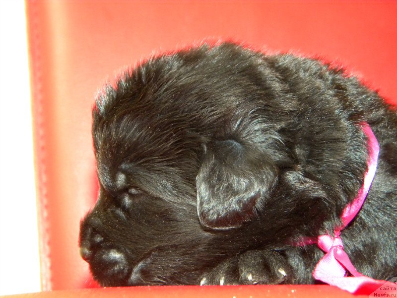 Фото: ньюфаундленд Samaya Privlekatel'naya Kara Deniz (Самая Привлекательная Кара Дениз)