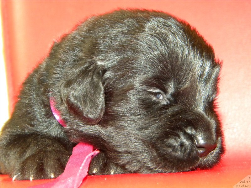 Фото: ньюфаундленд Samaya Privlekatel'naya Kara Deniz (Самая Привлекательная Кара Дениз)