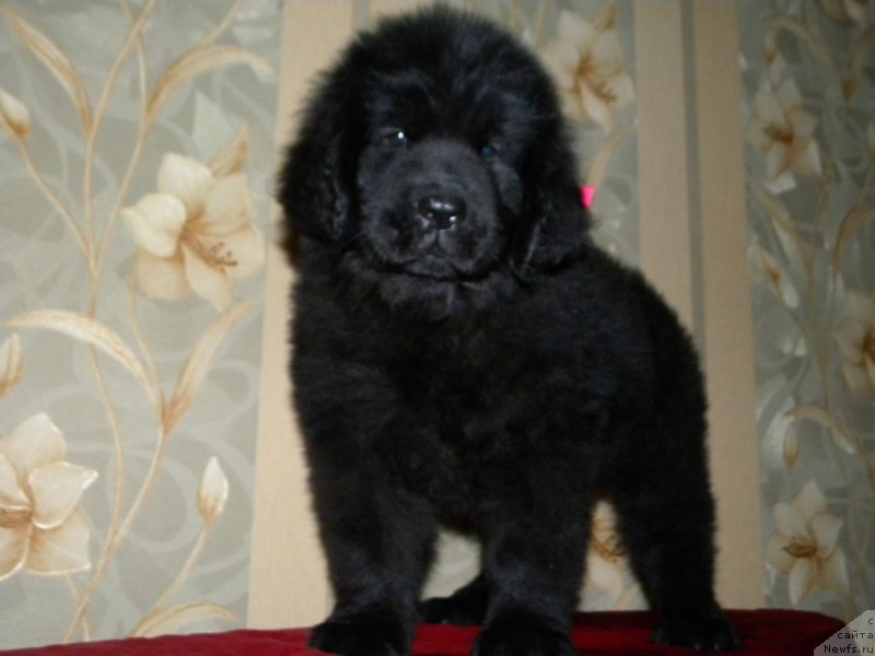 Фото: ньюфаундленд Samaya Privlekatel'naya Kara Deniz (Самая Привлекательная Кара Дениз)