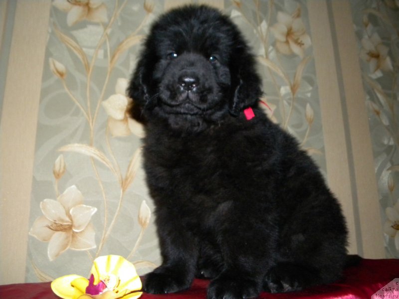 Фото: ньюфаундленд Samaya Privlekatel'naya Kara Deniz (Самая Привлекательная Кара Дениз)