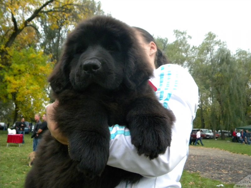 Фото: ньюфаундленд Samaya Privlekatel'naya Kara Deniz (Самая Привлекательная Кара Дениз)