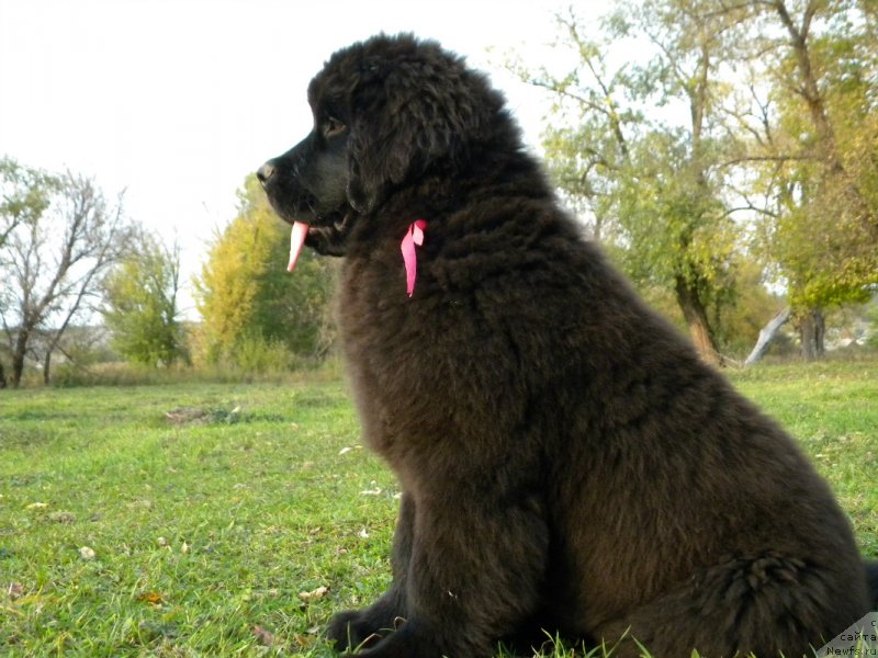 Фото: ньюфаундленд Samaya Privlekatel'naya Kara Deniz (Самая Привлекательная Кара Дениз)