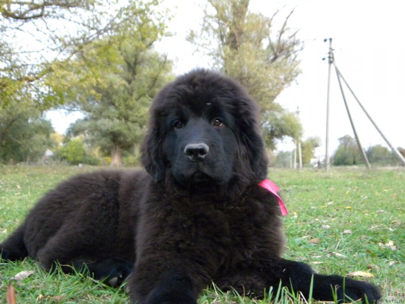 Фото: ньюфаундленд Samaya Privlekatel'naya Kara Deniz (Самая Привлекательная Кара Дениз)