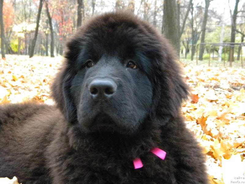 Фото: ньюфаундленд Samaya Privlekatel'naya Kara Deniz (Самая Привлекательная Кара Дениз)