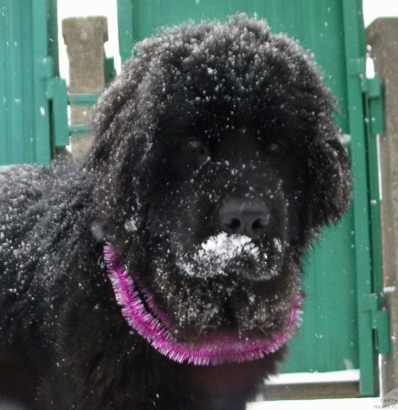 Фото: ньюфаундленд Samaya Privlekatel'naya Kara Deniz (Самая Привлекательная Кара Дениз)