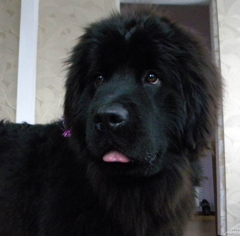 Фото: ньюфаундленд Samaya Privlekatel'naya Kara Deniz (Самая Привлекательная Кара Дениз)
