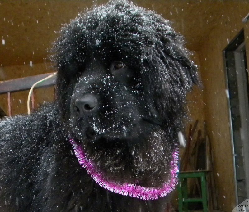 Фото: ньюфаундленд Samaya Privlekatel'naya Kara Deniz (Самая Привлекательная Кара Дениз)