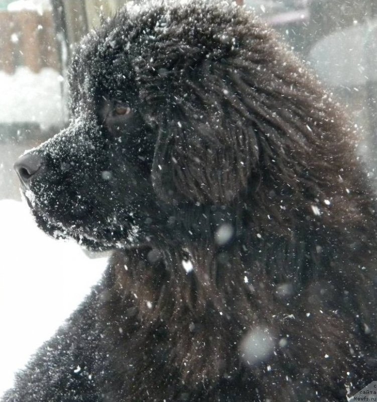 Фото: ньюфаундленд Samaya Privlekatel'naya Kara Deniz (Самая Привлекательная Кара Дениз)