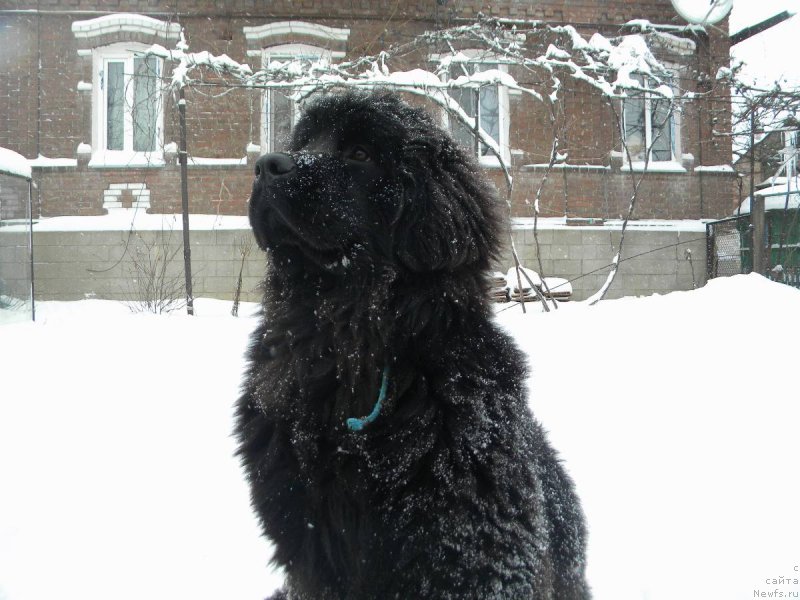 Фото: ньюфаундленд Samaya Privlekatel'naya Kara Deniz (Самая Привлекательная Кара Дениз)