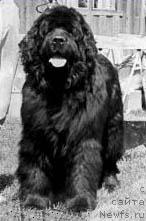 Фото: ньюфаундленд Kanikulas Elmer Automat