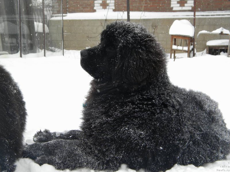 Фото: ньюфаундленд Samaya Privlekatel'naya Kara Deniz (Самая Привлекательная Кара Дениз)