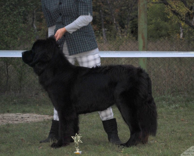 Фото: ньюфаундленд Samaya Privlekatel'naya Kara Deniz (Самая Привлекательная Кара Дениз)