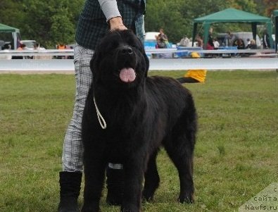 Фото: ньюфаундленд Samaya Privlekatel'naya Kara Deniz (Самая Привлекательная Кара Дениз)