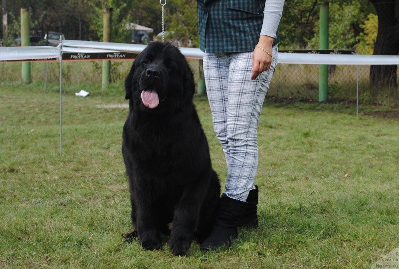 Фото: ньюфаундленд Samaya Privlekatel'naya Kara Deniz (Самая Привлекательная Кара Дениз)