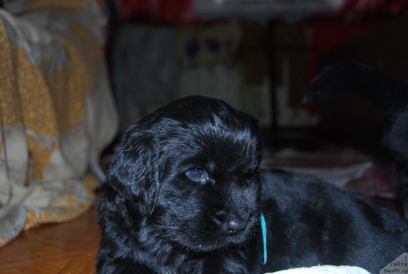 Фото: ньюфаундленд Face of an Angel Giant's Island