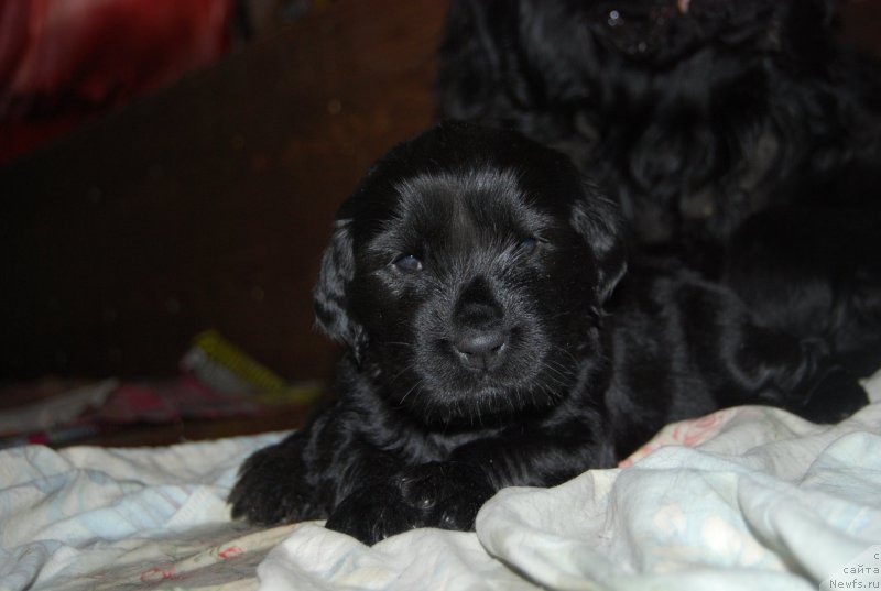 Фото: ньюфаундленд Face of an Angel Giant's Island