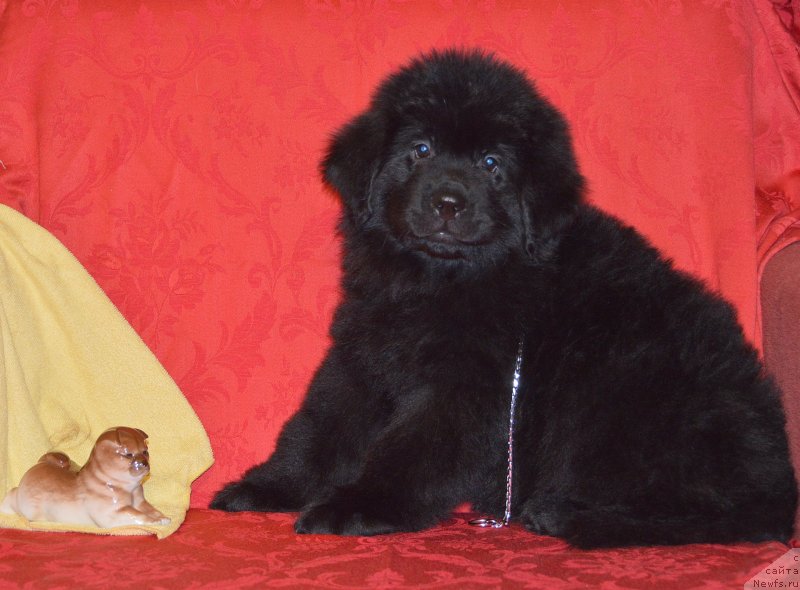 Фото: ньюфаундленд Smigar Uhti Tuhti s Nevskoy Buhtyi (Смигар Ухти Тухти с Невской Бухты)